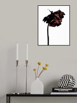 dried flower Poster och Canvastavla