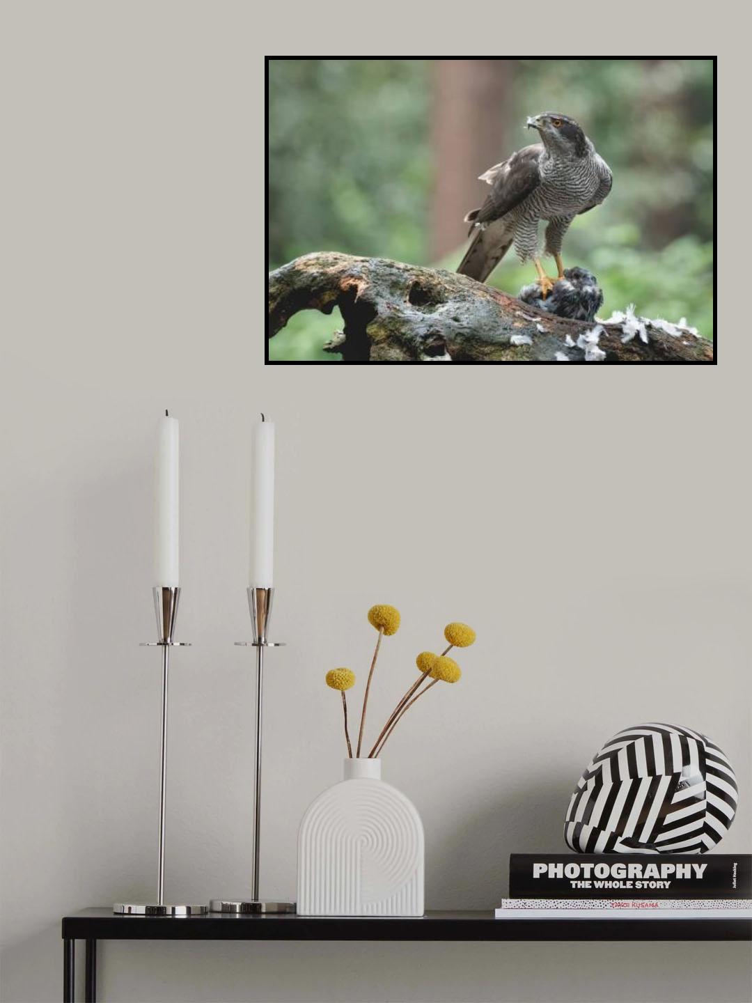 Northern Goshawk with prey Poster och Canvastavla