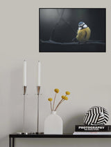 Blue Tit Poster och Canvastavla