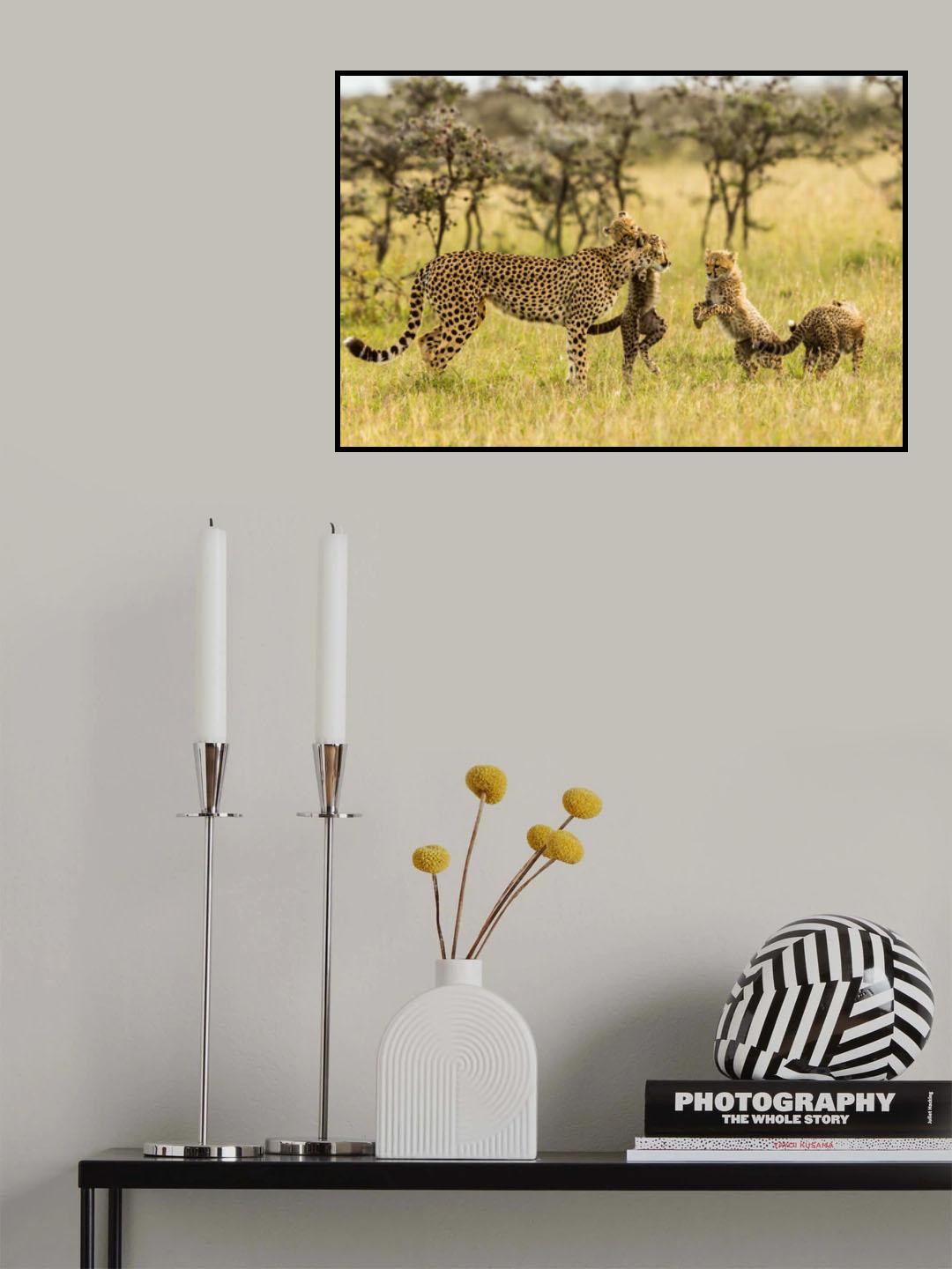 Cheetahs and Cubs Poster och Canvastavla
