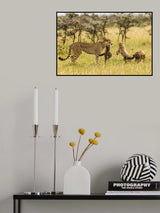 Cheetahs and Cubs Poster och Canvastavla