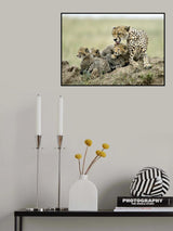 Cheetahs Poster och Canvastavla