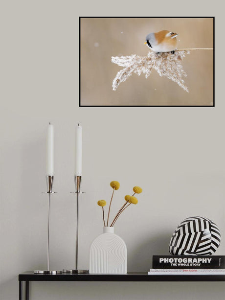 Bearded tit Poster och Canvastavla