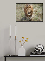 The king of the jungle on the prowl Poster och Canvastavla