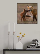 Red Fox Poster och Canvastavla