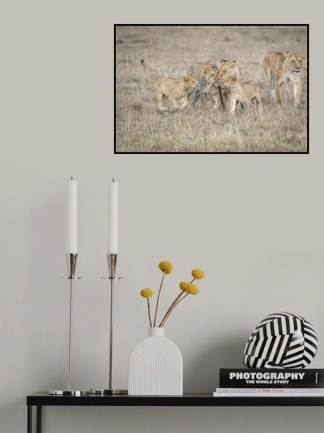 A feline team meeting.... Poster och Canvastavla