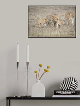A feline team meeting.... Poster och Canvastavla