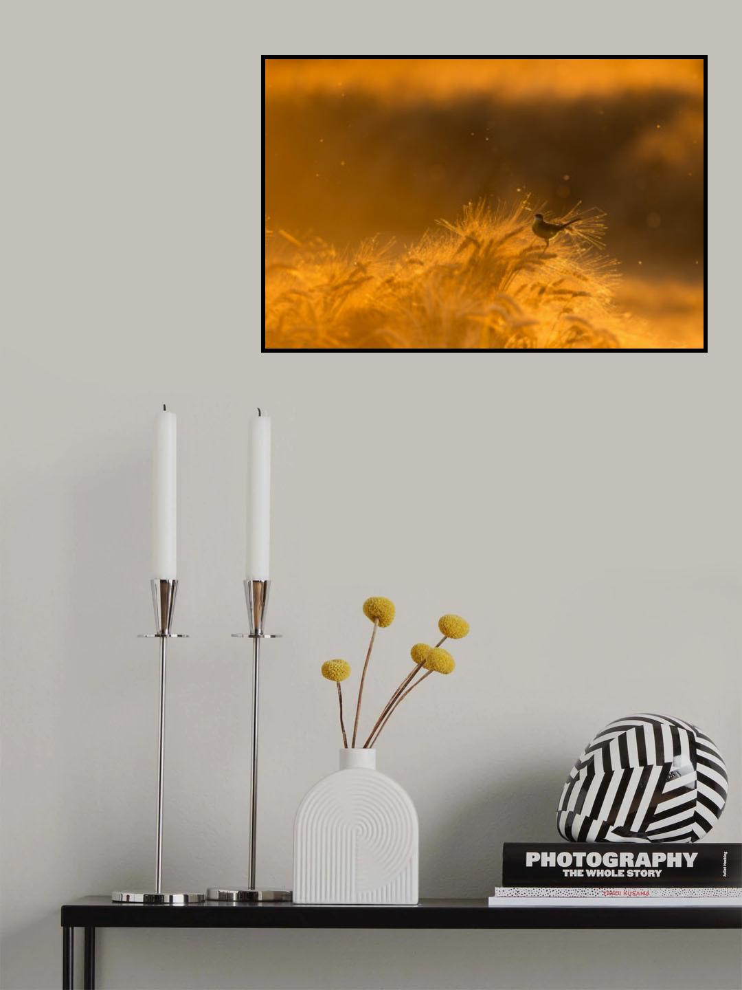 Before the harvest Poster och Canvastavla