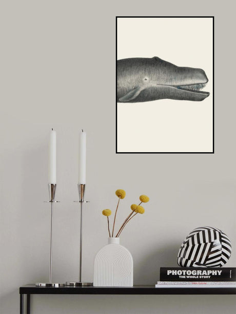 Whale Ii Tight Crop Handcolored Sealife Lithograph 1824 Poster och Canvastavla