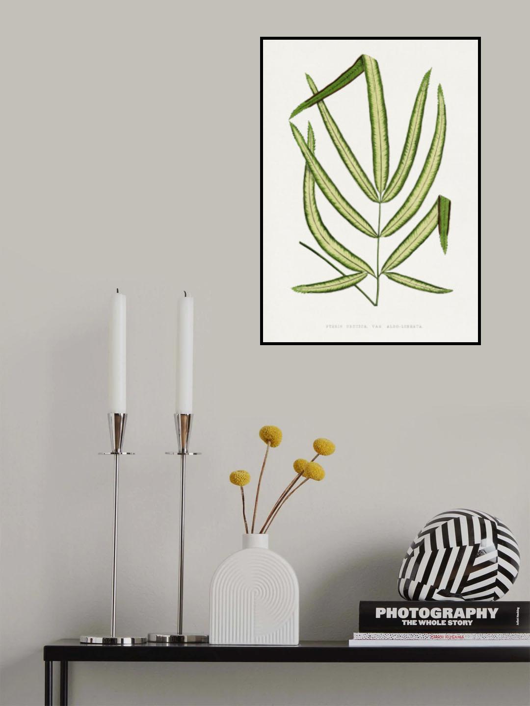 Pteris Cretica Leaf Illustration Poster och Canvastavla