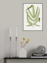 Pteris Cretica Leaf Illustration Poster och Canvastavla