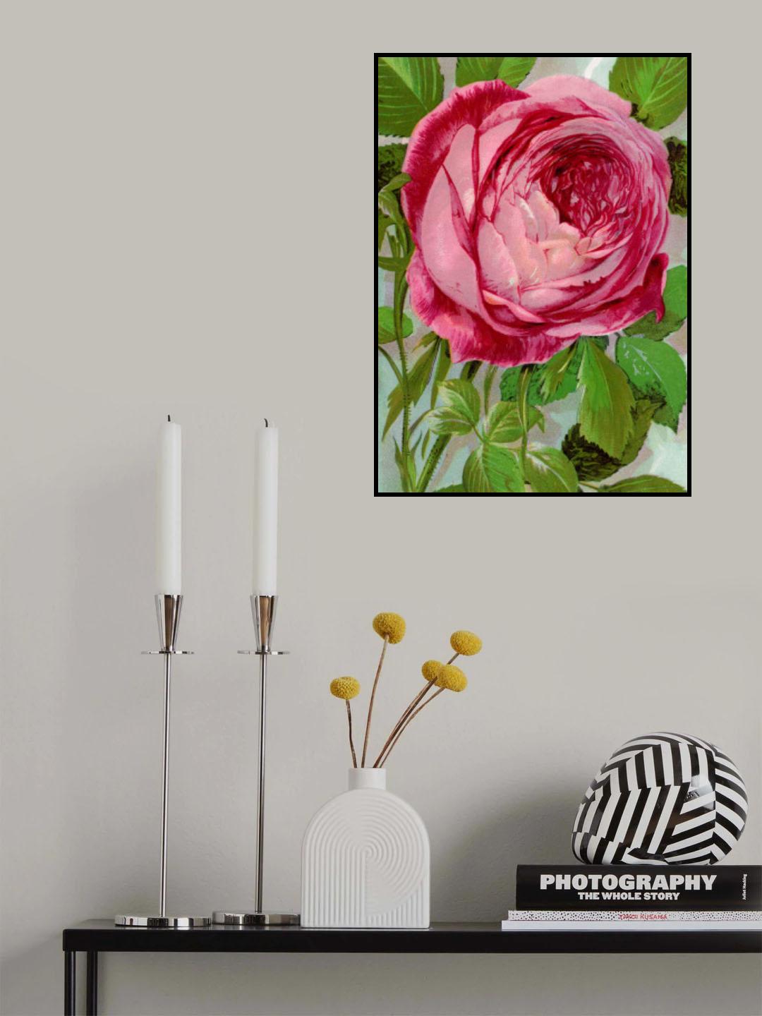 Pink Rose, Mrs John Laing Lithograph Poster och Canvastavla
