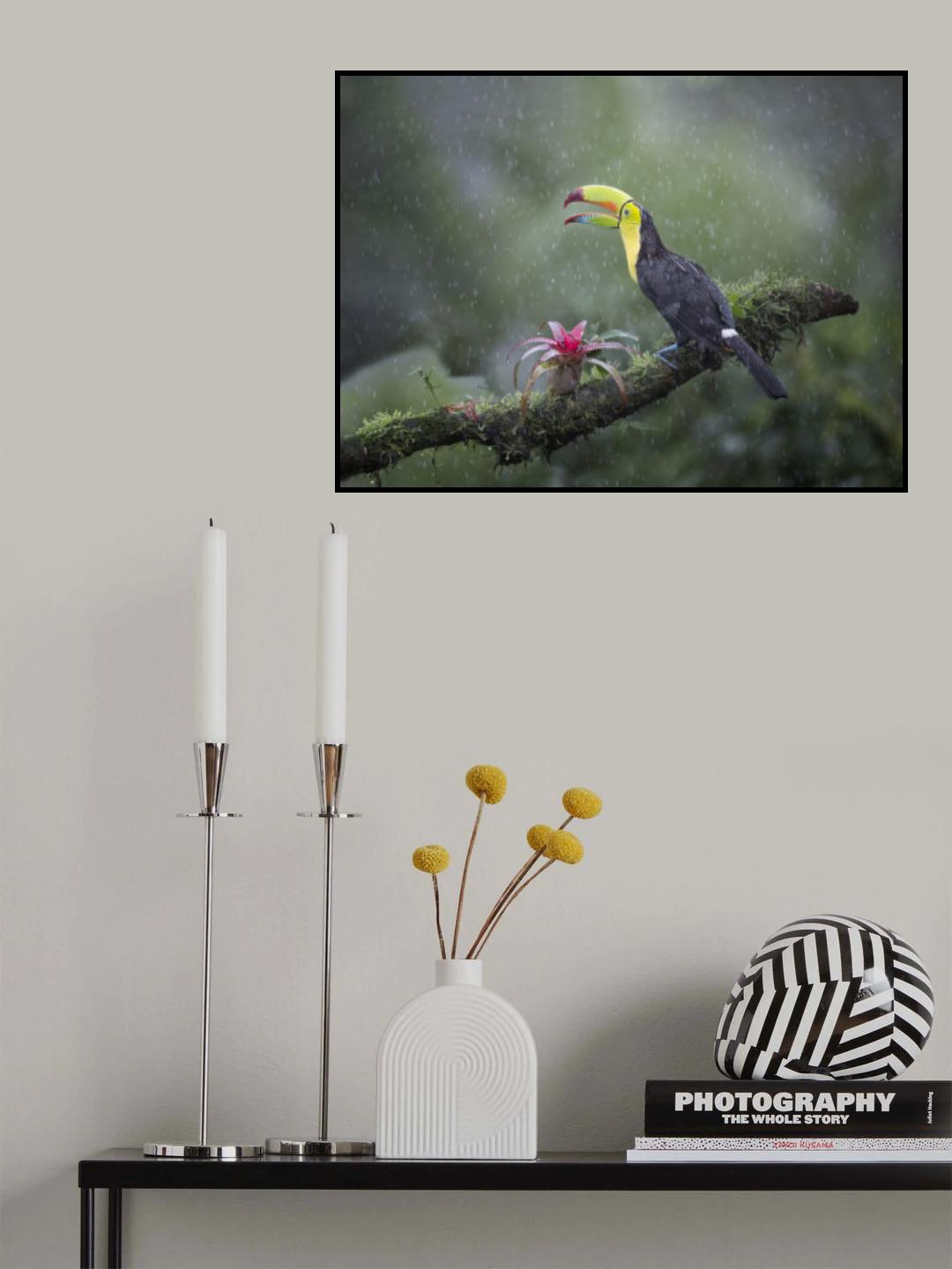 Toucan Poster och Canvastavla