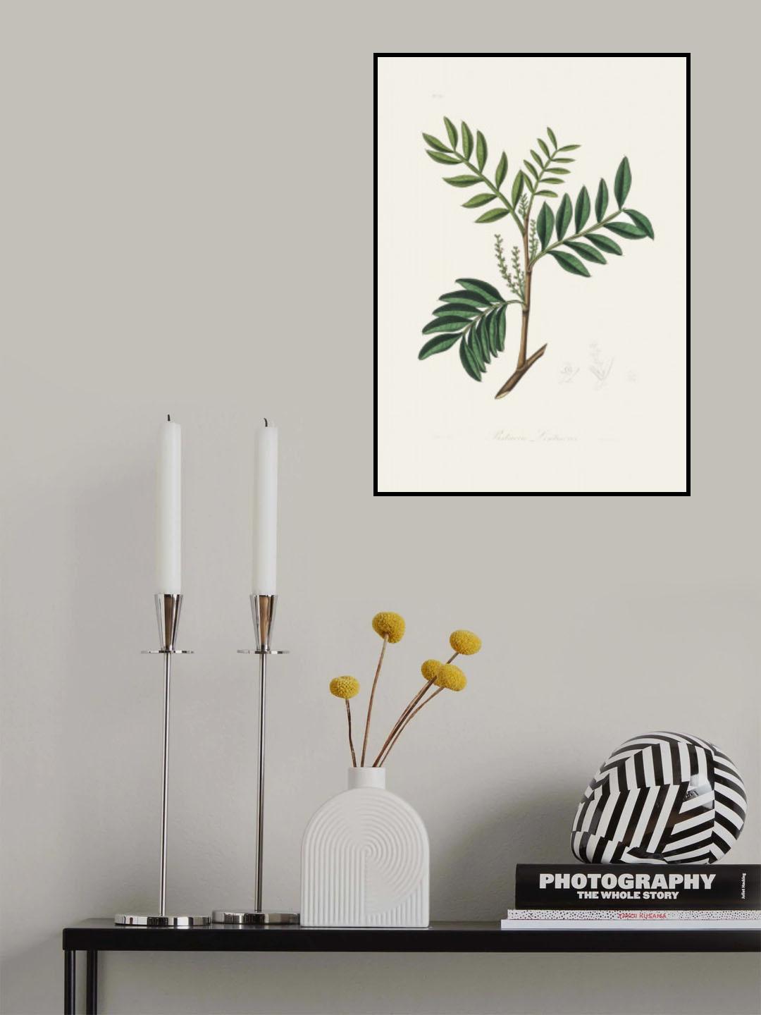 Lentisk (pistacia Lenitiscus) Medical Botany Poster och Canvastavla