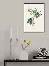 Lentisk (pistacia Lenitiscus) Medical Botany Poster och Canvastavla