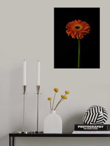 Beautiful flower Poster och Canvastavla