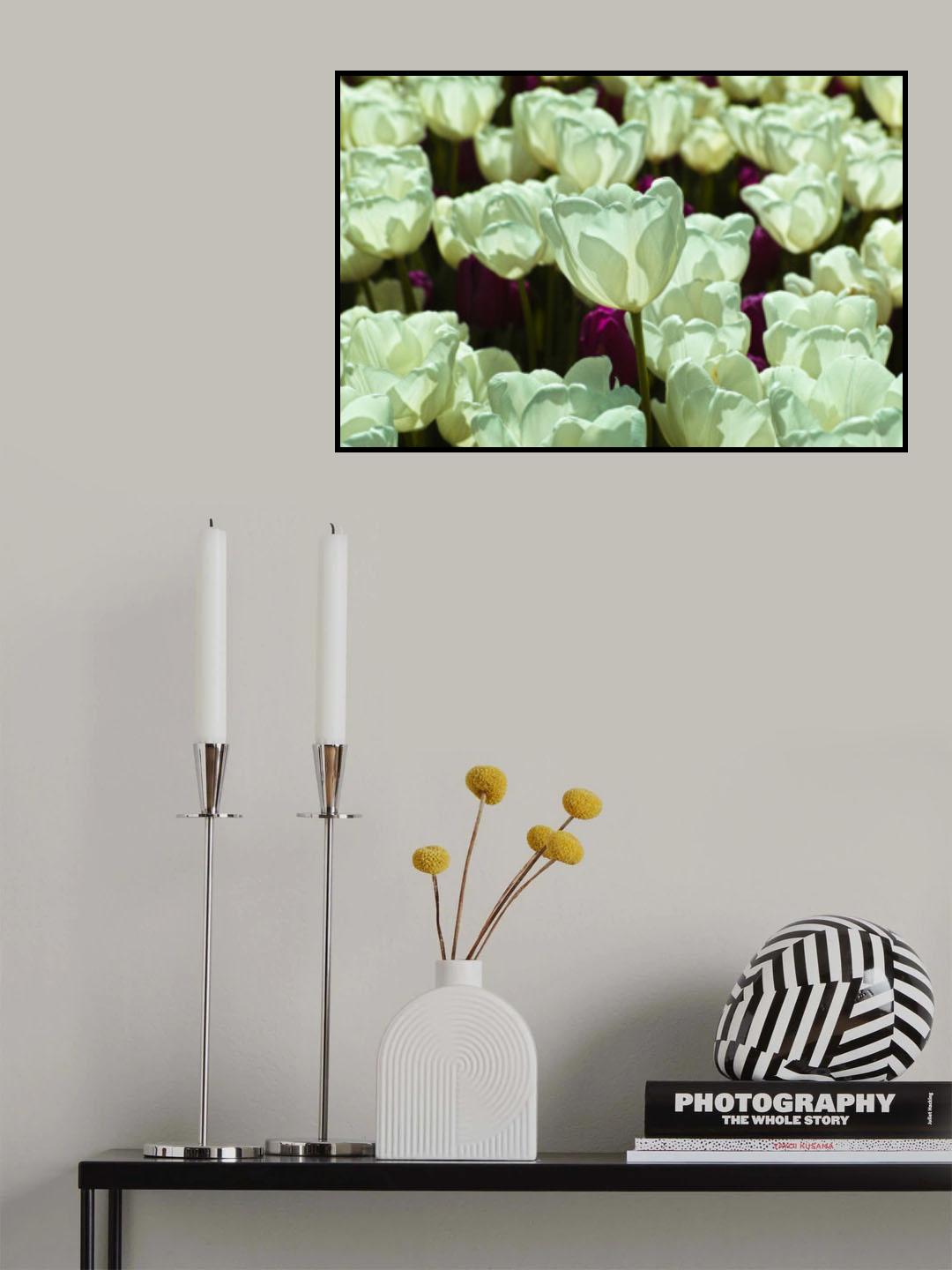 colorful tulips Poster och Canvastavla