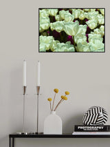 colorful tulips Poster och Canvastavla