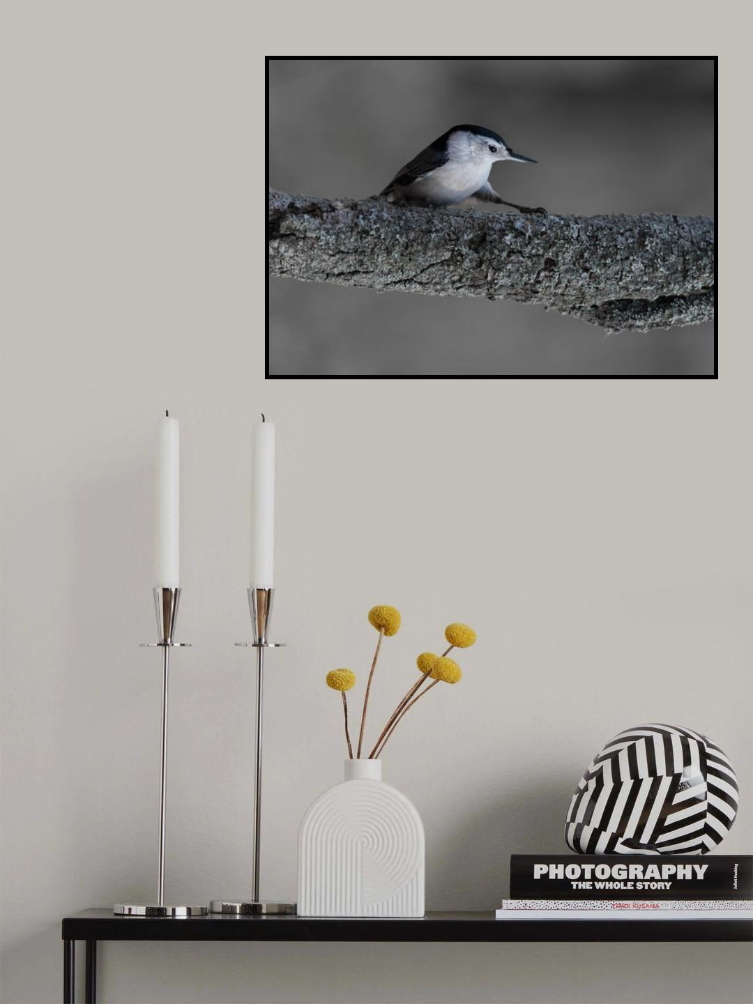 Morning Tai-Chi White-breasted nuthatch Poster och Canvastavla