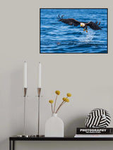 The eagle and the sea lion Poster och Canvastavla