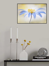 ~Anemone~ Poster och Canvastavla