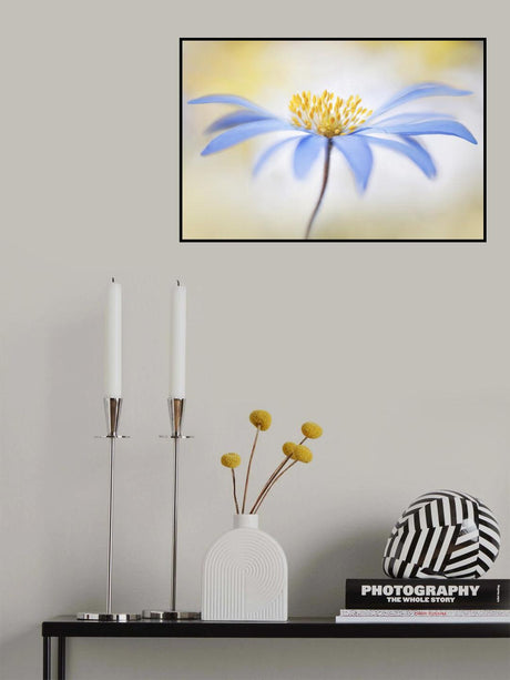 ~Anemone~ Poster och Canvastavla