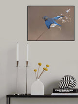 Bluebird on dry grass in winter Poster och Canvastavla
