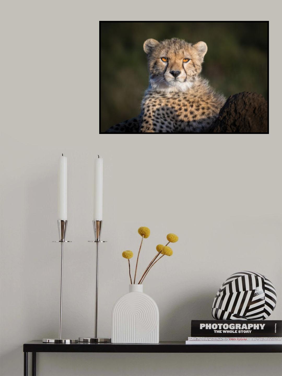 Future King of the Savanna Poster och Canvastavla