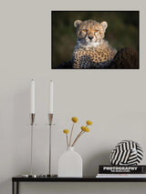 Future King of the Savanna Poster och Canvastavla