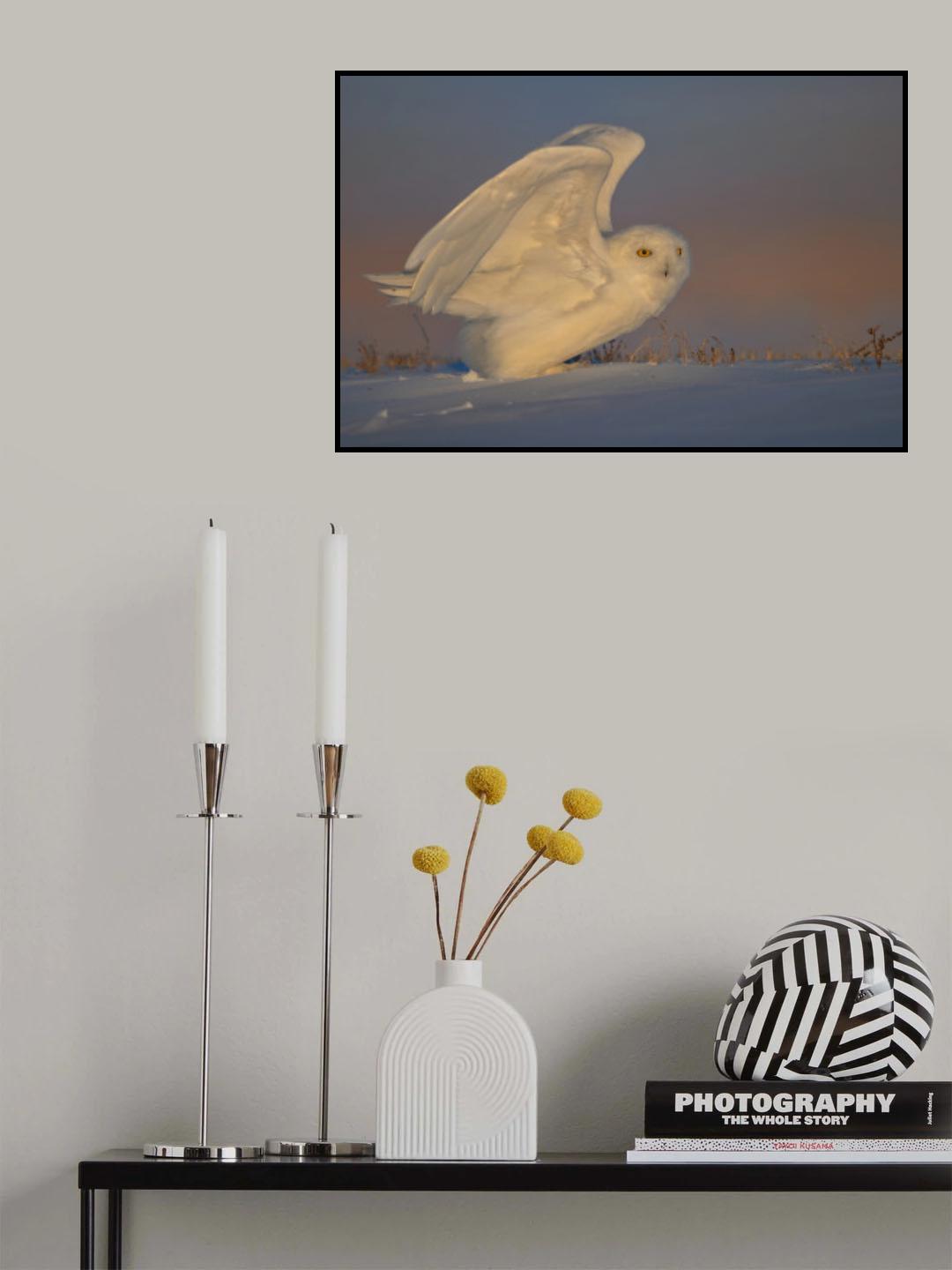 Snowy Owl Taking Off Poster och Canvastavla
