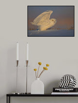 Snowy Owl Taking Off Poster och Canvastavla