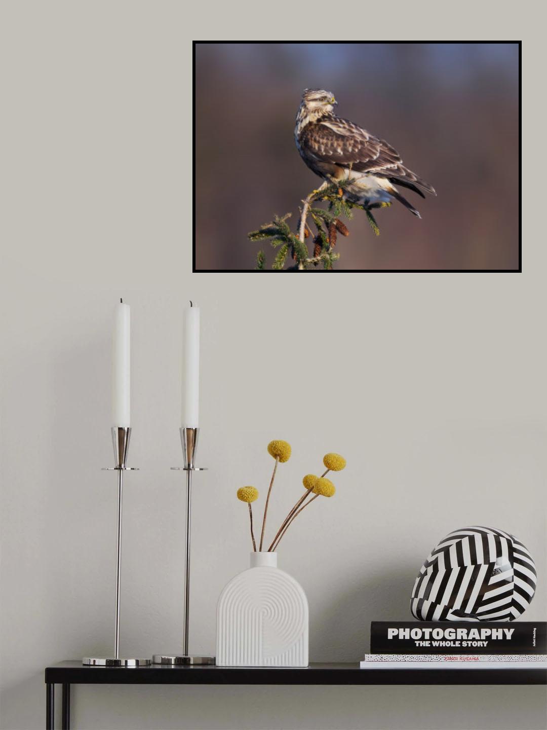 Rough-legged Hawk-2 Poster och Canvastavla