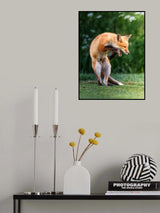 red fox Poster och Canvastavla