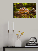 Puffing snake Poster och Canvastavla