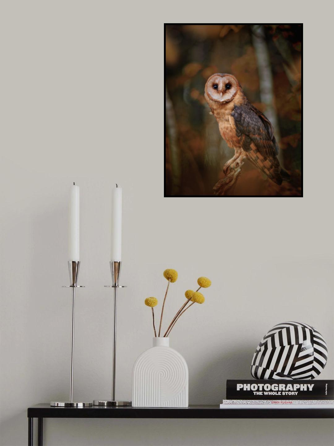 Barn owl in forest Poster och Canvastavla