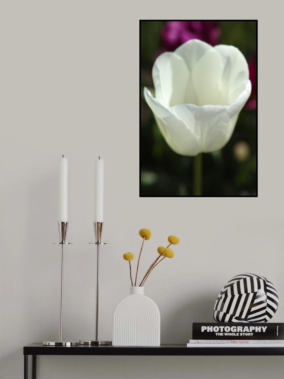white tulip close up Poster och Canvastavla