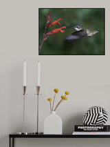 Flying Hummingbird Poster och Canvastavla