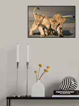 The Lion Gang Poster och Canvastavla