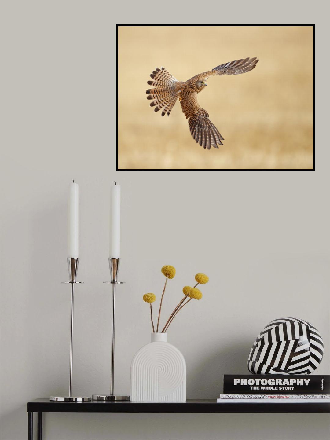 Common Kestrel Poster och Canvastavla