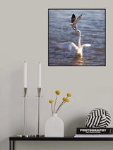 Fighting Poster och Canvastavla