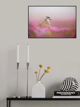 Dotterel in a pink setting Poster och Canvastavla