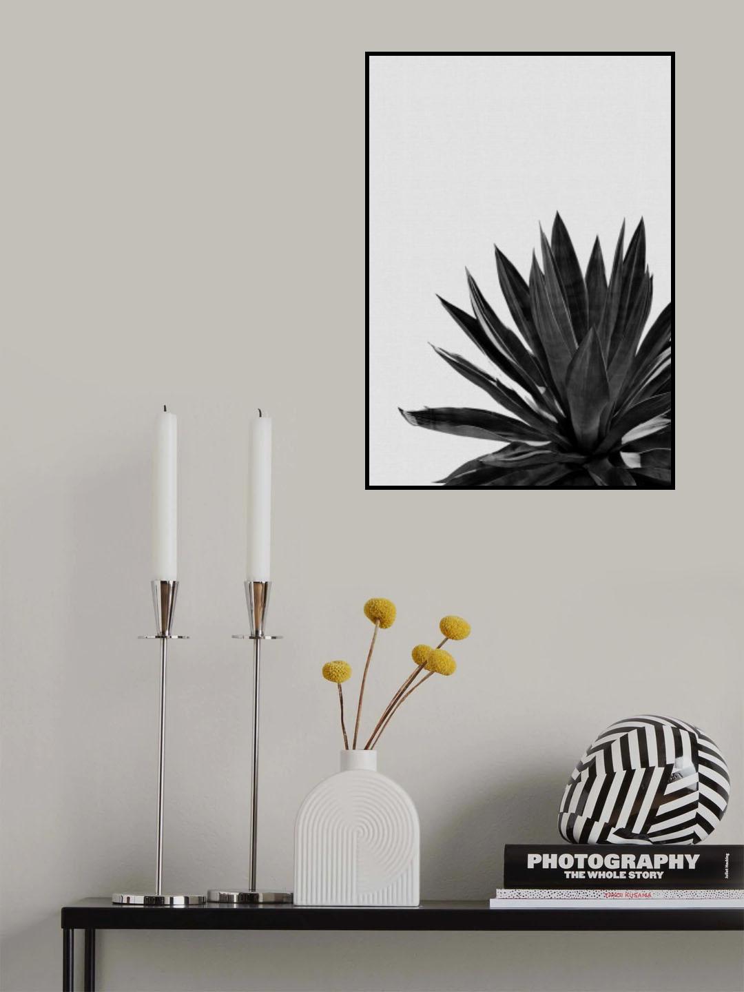Agave Cactus Black & White Poster och Canvastavla