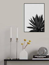Agave Cactus Black & White Poster och Canvastavla