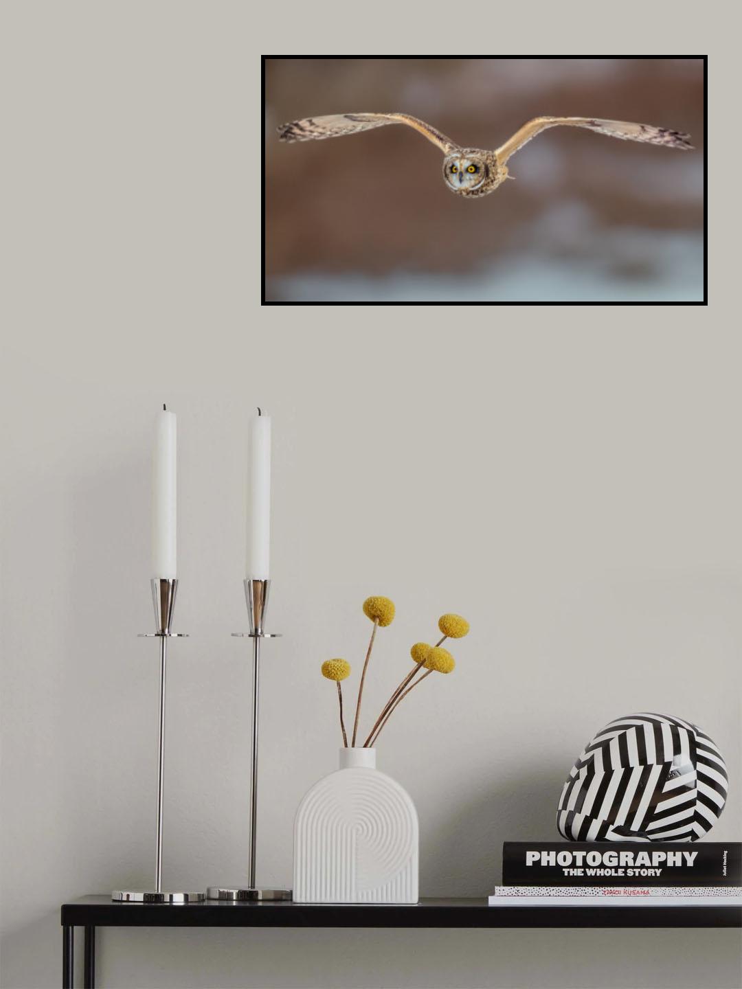 Short Ear Owl in Flight Poster och Canvastavla