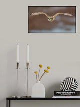 Short Ear Owl in Flight Poster och Canvastavla