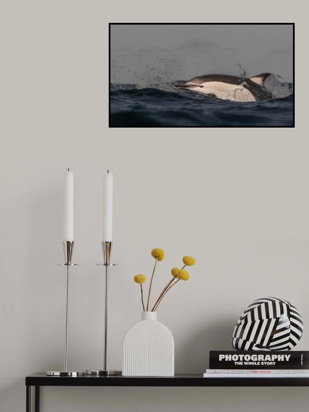 Common Dolphin Poster och Canvastavla