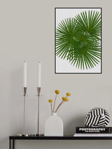 Fan Palm Poster och Canvastavla