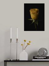 yellow rose Poster och Canvastavla