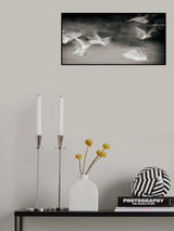 Fluttering gulls Poster och Canvastavla