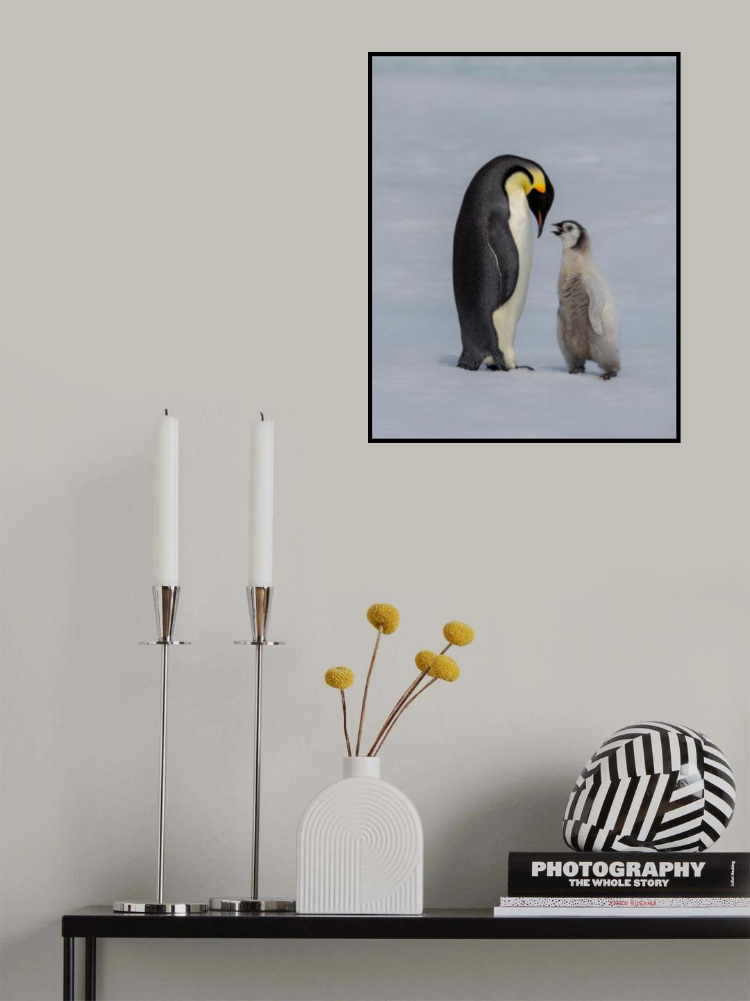 chick and parent Poster och Canvastavla